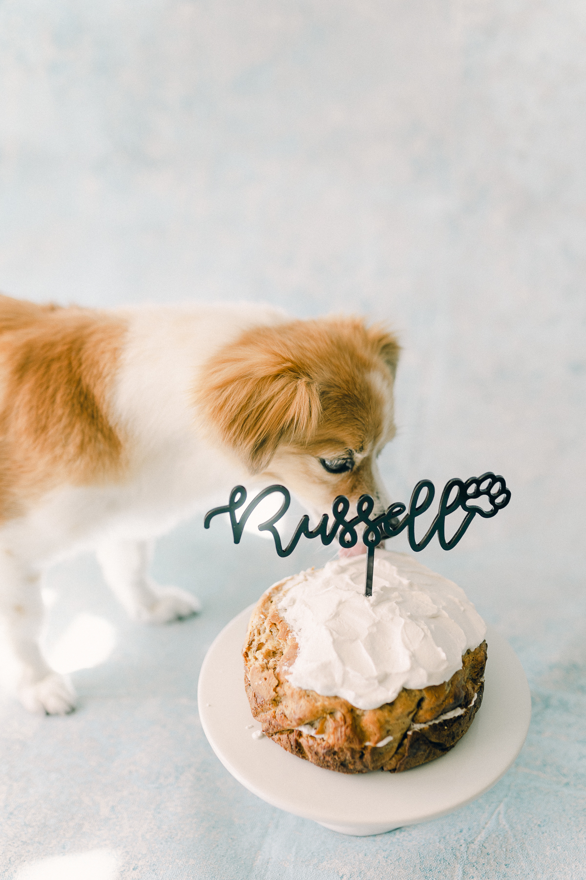 can humans eat dog cake